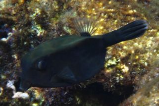Ostracion cyanurus - Arabischer Kofferfisch (Blauschwanz-Kofferfisch)